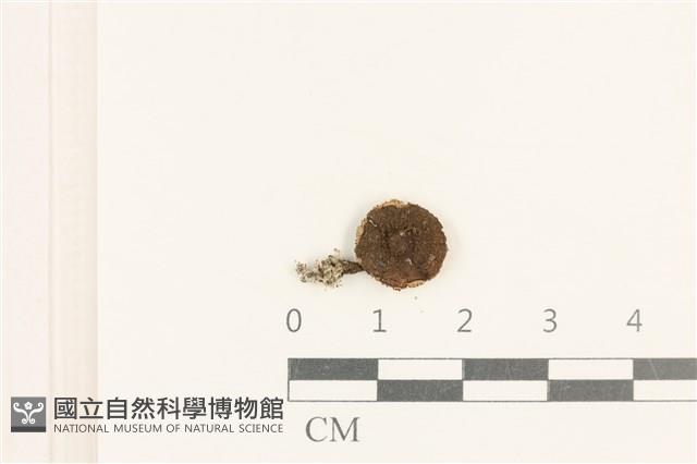 登錄號:F0037601藏品圖，第1張
