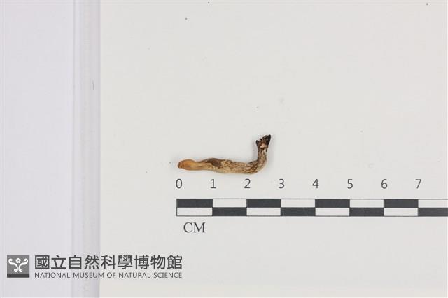 炭角菌屬藏品圖，第1張