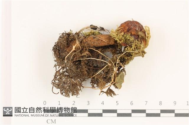 登錄號:F0037401藏品圖，第1張