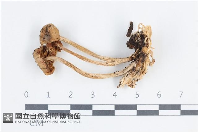 登錄號:F0038701藏品圖，第1張