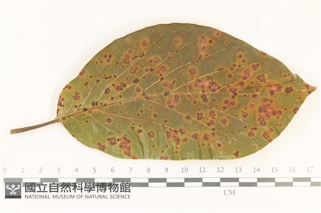 登錄號:F0037701藏品圖，第1張