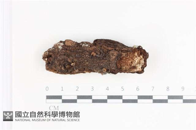 小皮傘屬藏品圖，第1張