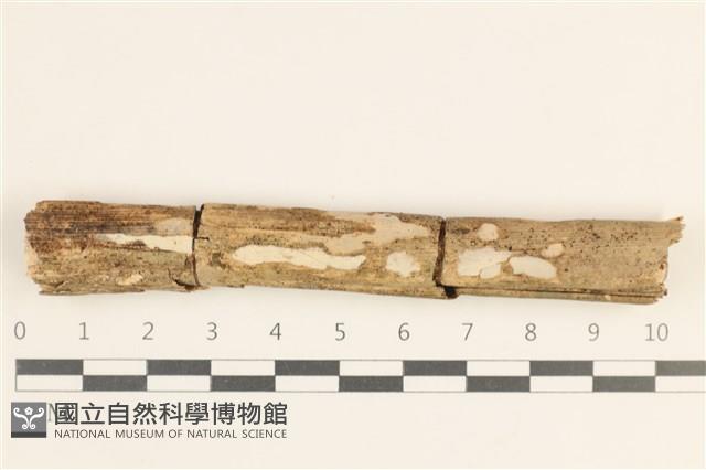 登錄號:F0038501藏品圖，第1張