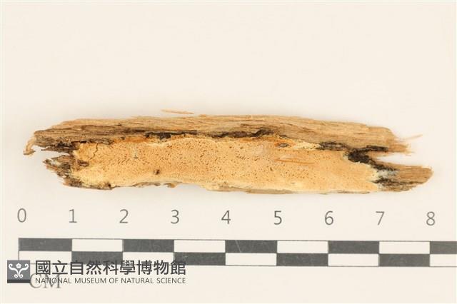 登錄號:F0017501藏品圖，第1張
