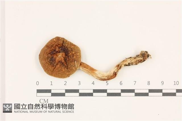 登錄號:F0037501藏品圖，第1張