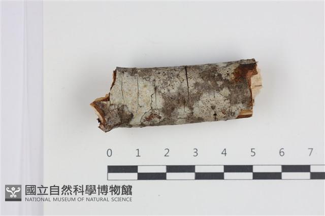 館號:F0035501藏品圖，第1張