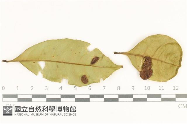 登錄號:F0038101藏品圖，第1張