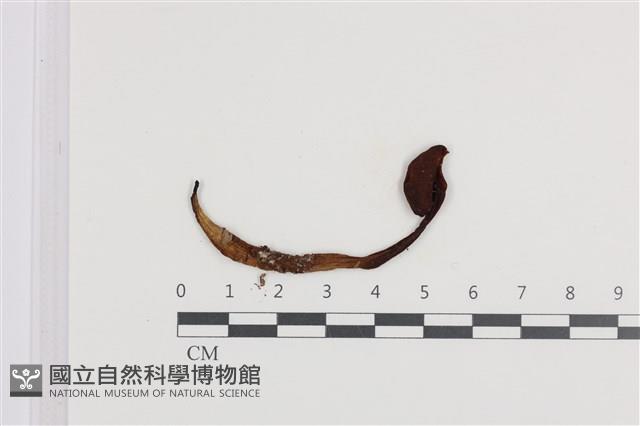 登錄號:F0036101藏品圖，第1張