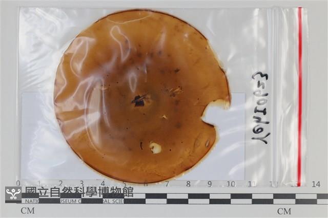 登錄號:F0035101藏品圖，第1張