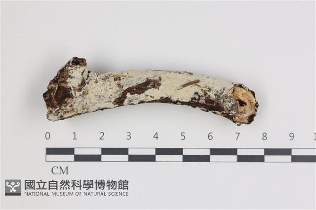 登錄號:F0036001藏品圖，第1張