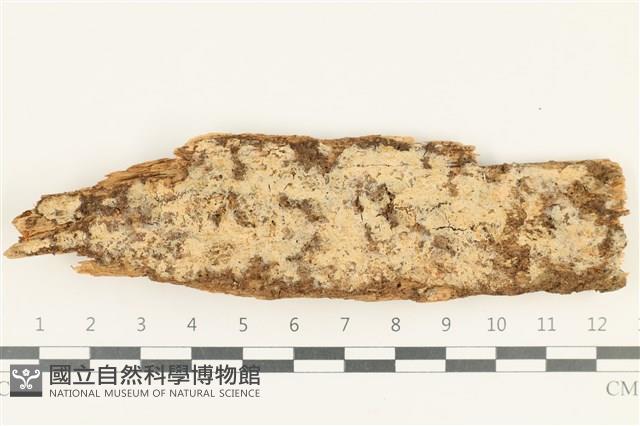登錄號:F0038301藏品圖，第1張