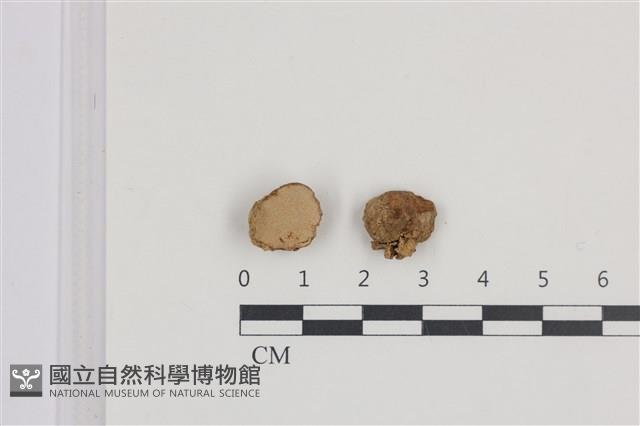 登錄號:F0036301藏品圖，第1張