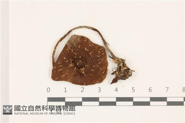 粉褶菌屬藏品圖，第1張