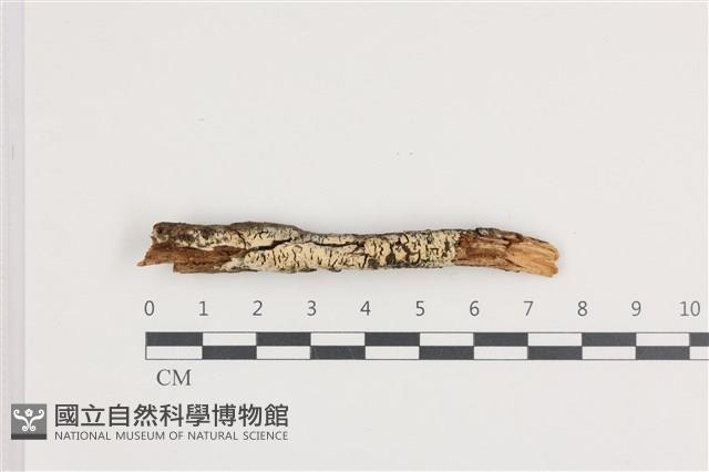 登錄號:F0036211藏品圖，第1張