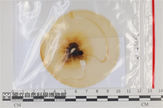 登錄號:F0035211藏品圖，第1張