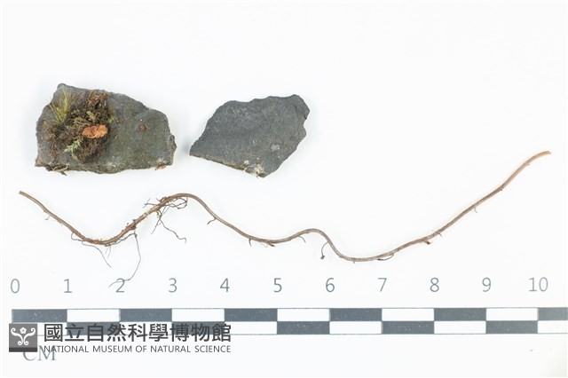 登錄號:F0039211藏品圖，第1張