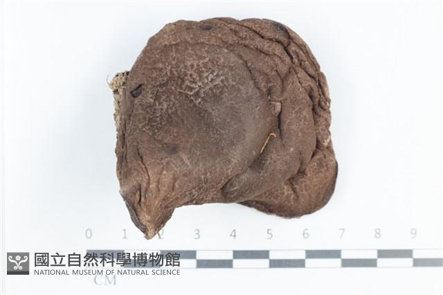 登錄號:F0038811藏品圖，第1張