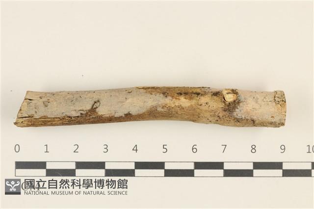 阿太菌屬藏品圖，第1張