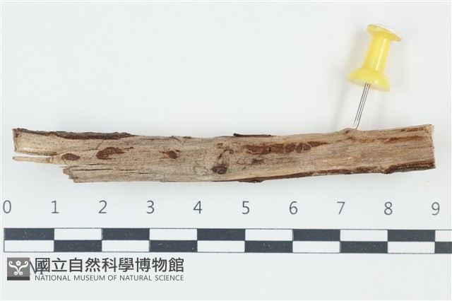 登錄號:F0038911藏品圖，第1張