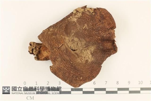 登錄號:F0036911藏品圖，第1張