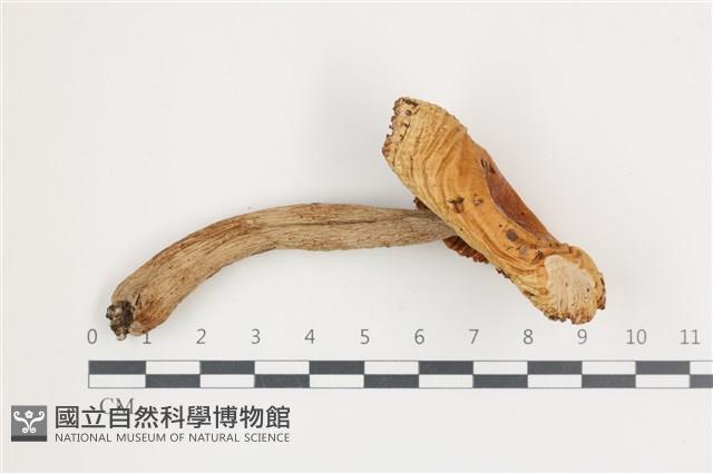 登錄號:F0036611藏品圖，第1張