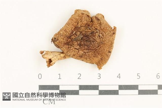 登錄號:F0037611藏品圖，第1張