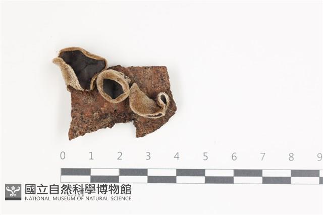登錄號:F0035611藏品圖，第1張