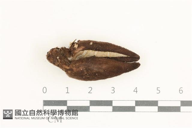 登錄號:F0038411藏品圖，第1張