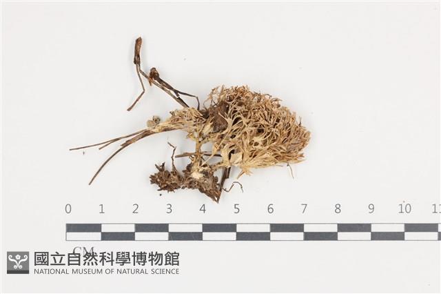 登錄號:F0036411藏品圖，第1張