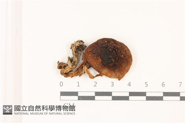 登錄號:F0037411藏品圖，第1張