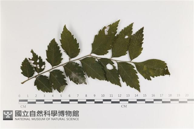 白粉病藏品圖，第1張