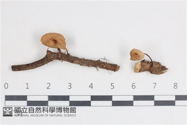 登錄號:F0038711藏品圖，第1張