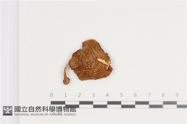 登錄號:F0035711藏品圖，第1張