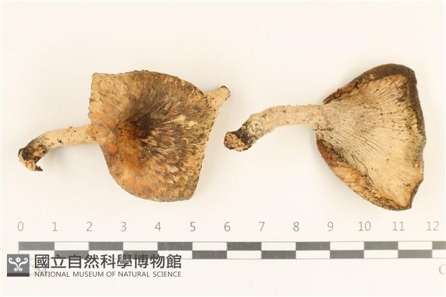 登錄號:F0019711藏品圖，第1張
