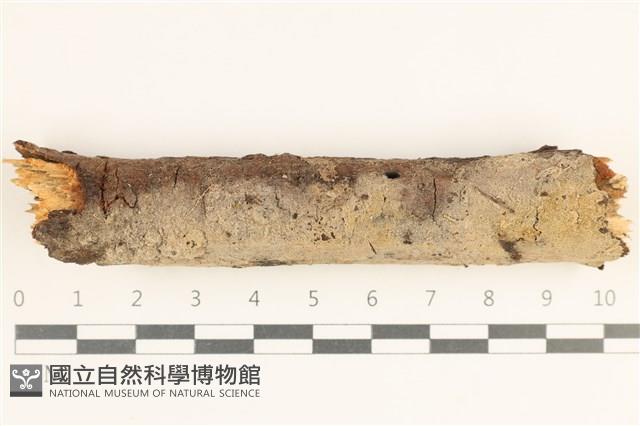 登錄號:F0038511藏品圖，第1張