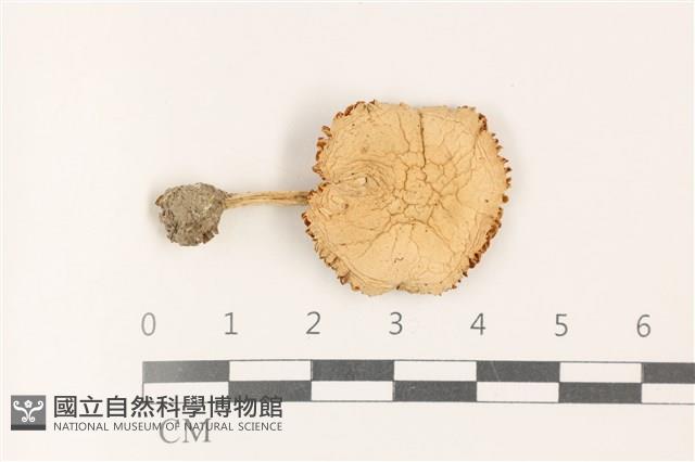 登錄號:F0036511藏品圖，第1張