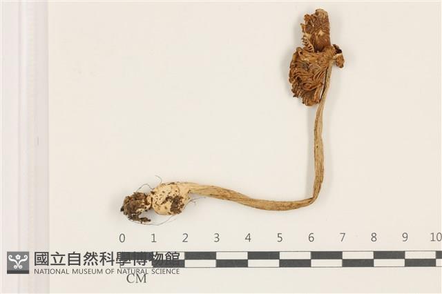 鵝膏屬藏品圖，第1張