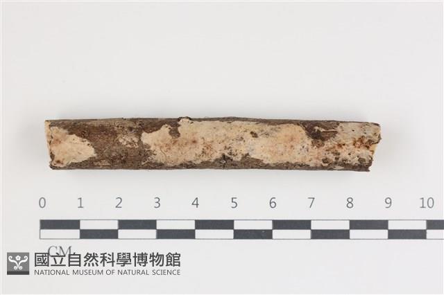 登錄號:F0035511藏品圖，第1張