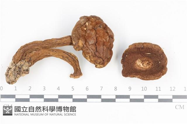 登錄號:F0036111藏品圖，第1張