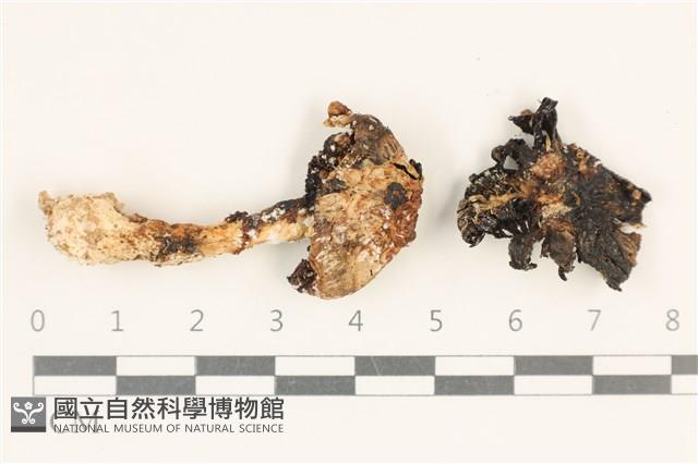 登錄號:F0037111藏品圖，第1張