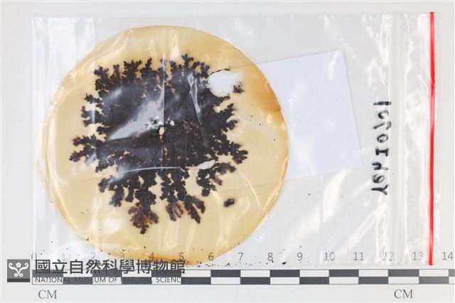 登錄號:F0035111藏品圖，第1張