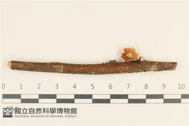 小皮傘屬藏品圖，第1張