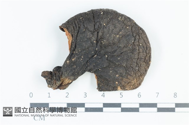 月夜茸藏品圖，第1張