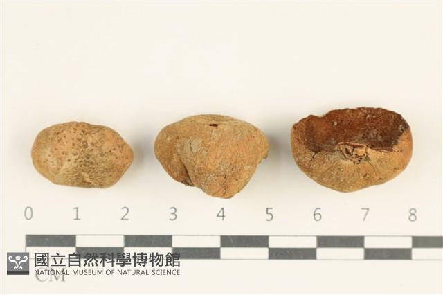 登錄號:F0038011藏品圖，第1張