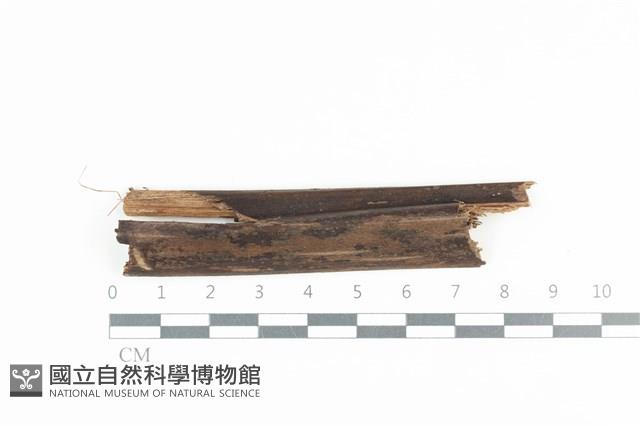 館號:F0036011藏品圖，第1張