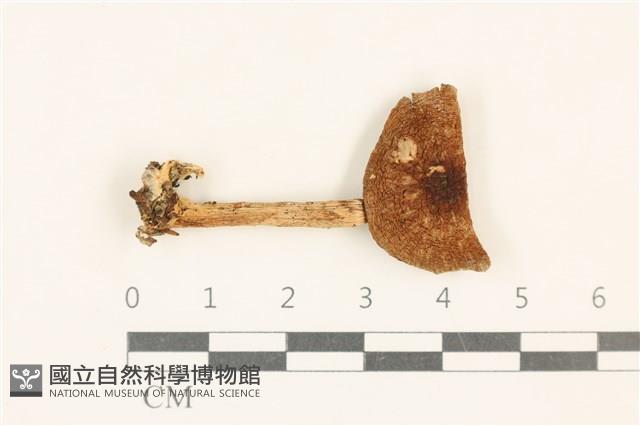登錄號:F0037011藏品圖，第1張