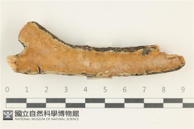 顯絲菌屬藏品圖，第1張