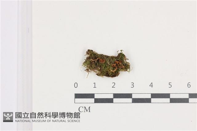 登錄號:F0036311藏品圖，第1張
