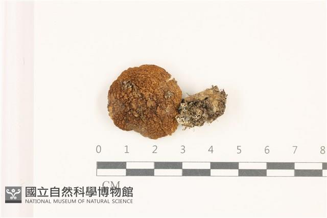 登錄號:F0037311藏品圖，第1張