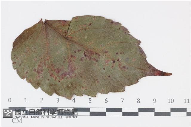 登錄號:F0035311藏品圖，第1張